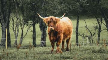 Highland cattle cow in Norway. Scotish cow. Placeholder2