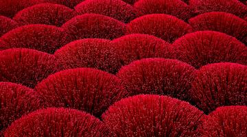 A large field of red corals in the ocean