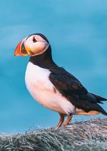 The little diver Placeholder 1