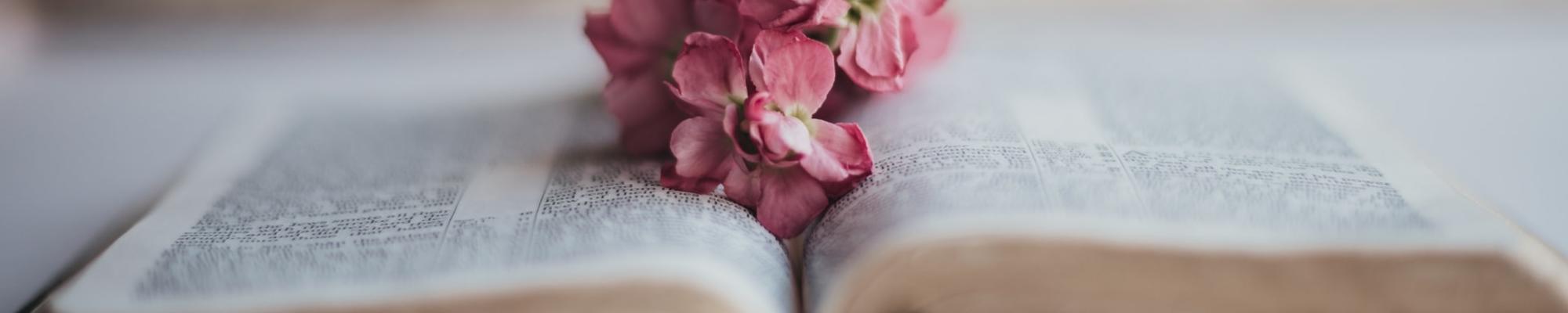Pink flowers on book page