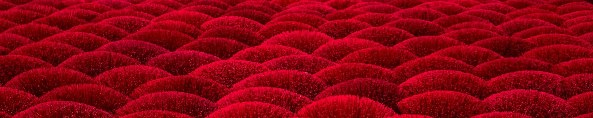 A large field of red corals in the ocean