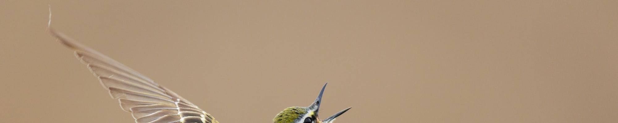 Bird