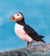 The little diver Placeholder 1