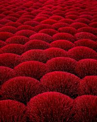 A large field of red corals in the ocean
